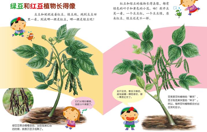 儿童绘本故事《豆豆食物》PPT免费下载-bt